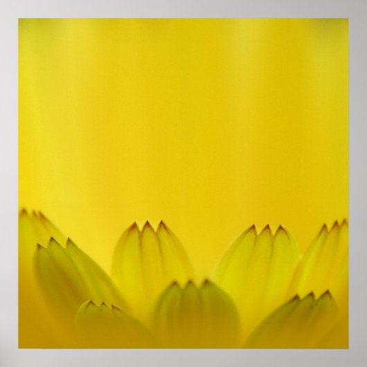 Moderne Abstrakt-Gelbmarigold-Blume-Petalen Poster (Vorne)