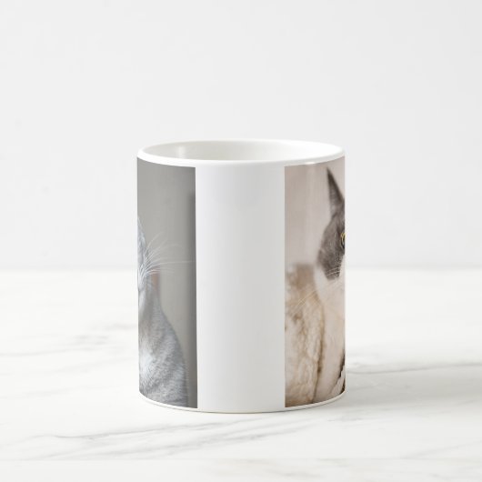Moderne Cat Foto Gallery Kaffeetasse (Mittel)