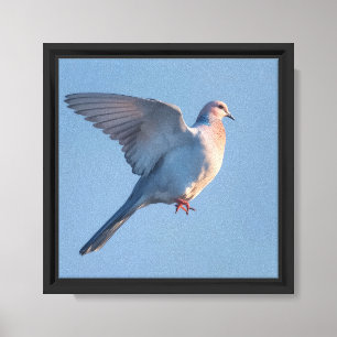 Moderne elegante minimalistische Tauben-Kunst Leinwanddruck