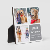 Moderne Fotosammlung zur Erinnerung an Haustiere Fotoplatte (Vorderseite)