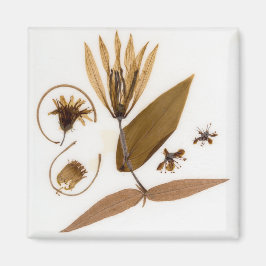 Moderne gepresste trockene Blume des Mittelalters Magnet