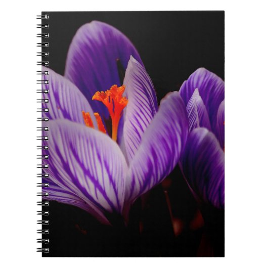 Moderne Lila Tulip Blume Notizblock (Vorderseite)