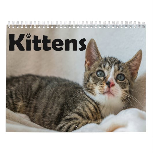Moderne Niedliche Katzen-Fotos Jährlich Kalender (Titelbild)