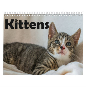 Moderne Niedliche Katzen-Fotos Jährlich Kalender