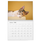 Moderne Niedliche Katzen-Fotos Jährlich Kalender (Jan 2026)
