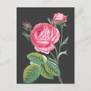 Moderne rosa Rosenblüten Postkarte