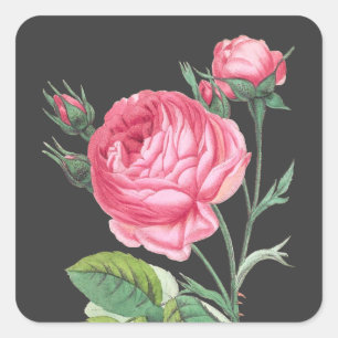 Moderne rosa Rosenblüten Quadratischer Aufkleber