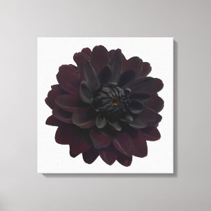 Moderne schwarze Dahlie-mit BlumenBlume Leinwanddruck