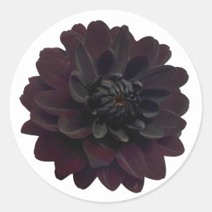 Moderne schwarze Dahlie-mit BlumenBlume Runder Aufkleber