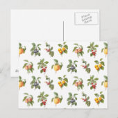 moderne Vintage botanische Früchte Postkarte (Vorne/Hinten)