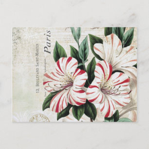moderne Vintage französische Amaryliden Postkarte