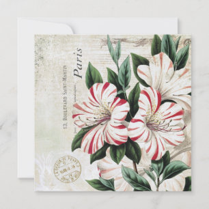 moderne vintage-französische Amaryllis