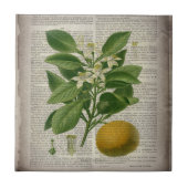 moderne Vintage französische botanische Kunstorang Fliese (Vorderseite)