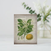moderne Vintage französische botanische Kunstorang Postkarte (Stehend Vorderseite)