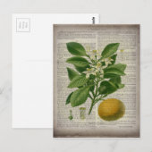 moderne Vintage französische botanische Kunstorang Postkarte (Vorne/Hinten)