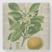 moderne Vintage französische botanische Kunstorang Steinuntersetzer (Vorderseite)