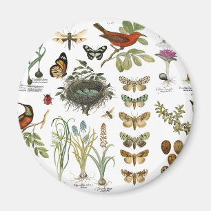 moderne Vintage französische botanische Vögel und  Magnet