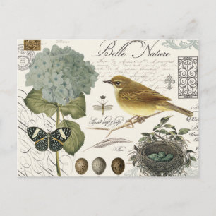moderne vintage-französische Vogel- und Nestdarste Postkarte