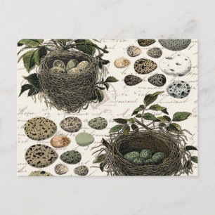 Moderne Vintage-französische Vogelnester und Eier Postkarte