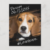 Moderner Chic Elegant Einfach Schwarzer Haustier H Postkarte (Vorderseite)