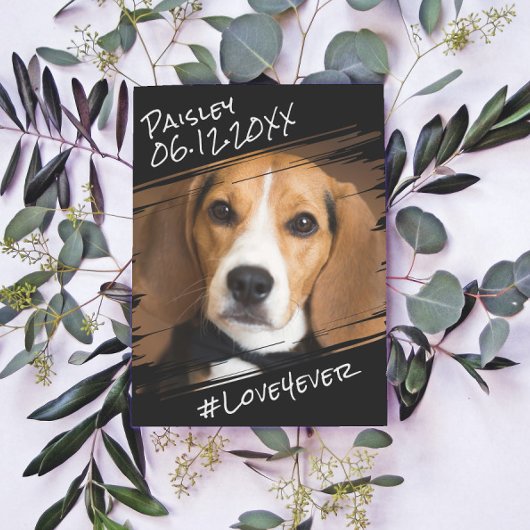 Moderner Chic Elegant Einfach Schwarzer Haustier H Postkarte