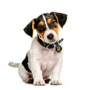 Moderner einfacher ID-QR-Hund  Haustiermarke
