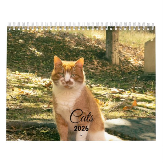 Moderner süßer lustiger Haustier Kätzchen Katzen F Kalender (Titelbild)