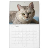 Moderner süßer lustiger Haustier Kätzchen Katzen F Kalender (Mär 2027)