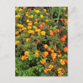 Moderner Vintager botanischer Garten Postkarte (Vorderseite)