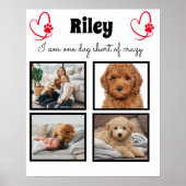 Modernes 4 Hunde Foto - personalisierte Collage Poster (Vorne)