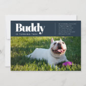 Modernes, benutzerdefiniertes Foto für Welpenhunde Einladung (Vorderseite)