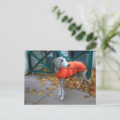 Modewhippet Postkarte (Stehend Vorderseite)