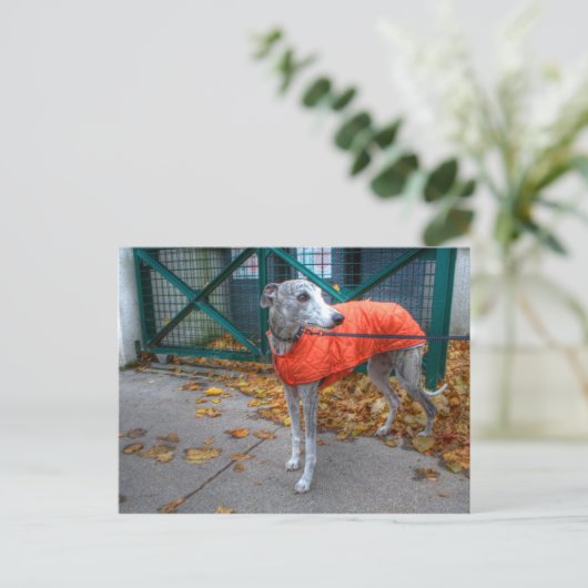 Modewhippet Postkarte (Stehend Vorderseite)