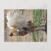 "Moe" Postkarte (Vorderseite)