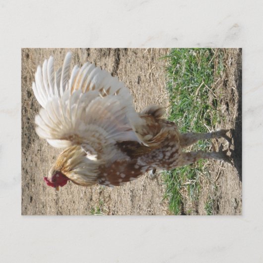 "Moe" Postkarte (Vorderseite)