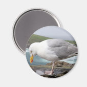 Moewe Magnet (Vorderseite/Rückseite)