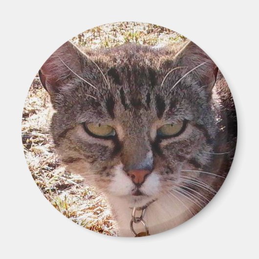 MOGGY MAGNET (Vorne)