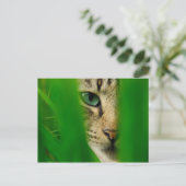 Moggy Playing Jungle Postkarte (Stehend Vorderseite)