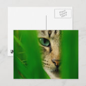 Moggy Playing Jungle Postkarte (Vorne/Hinten)