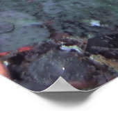 Mohawk Moray Poster (Ecke)