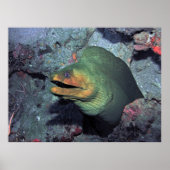 Mohawk Moray Poster (Vorne)