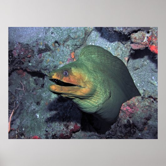 Mohawk Moray Poster (Vorne)