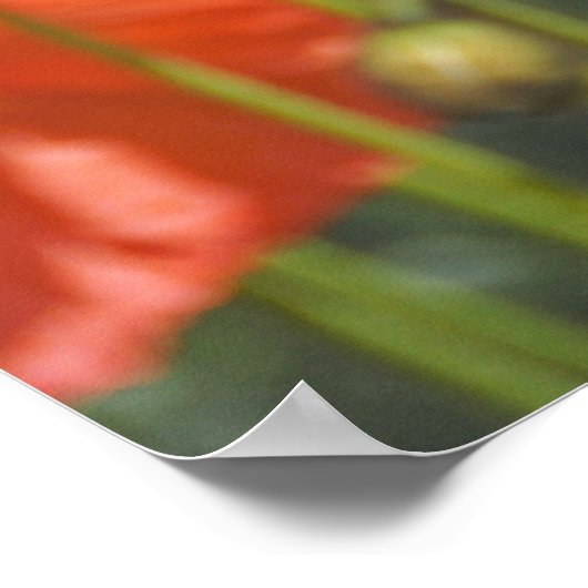 Mohn 1 poster (Ecke)