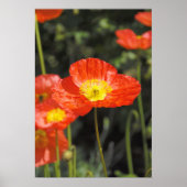 Mohn 1 poster (Vorne)