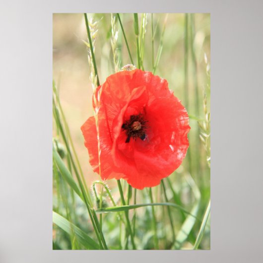 Mohn 2012 11 poster (Vorne)