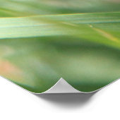 Mohn 2012 11 poster (Ecke)