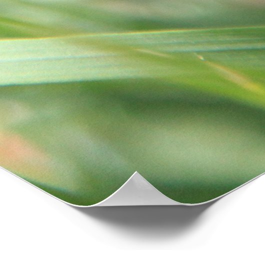Mohn 2012 11 poster (Ecke)
