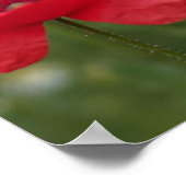 Mohn 2012 27 poster (Ecke)