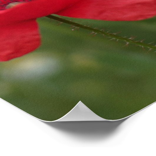 Mohn 2012 27 poster (Ecke)