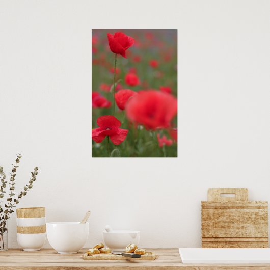Mohn 2012 27 poster (Küche)